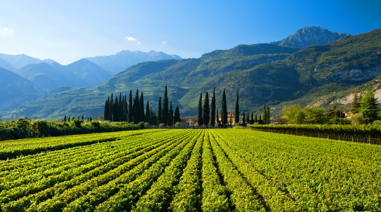 Discover The Wines of Southern Italy in HD